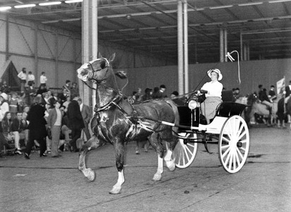 850735 Afbeelding van de opkomst van een paard met een koetsje, bestuurd door een dame, in de nieuwe veemarkthallen ...